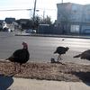Staten Islanders Rally To Protect Wild Turkeys From USDA Clutches